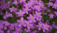 Florais de Bach